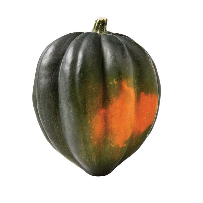 Table Ace - Squash - Winter from Bloomfield Garden Center