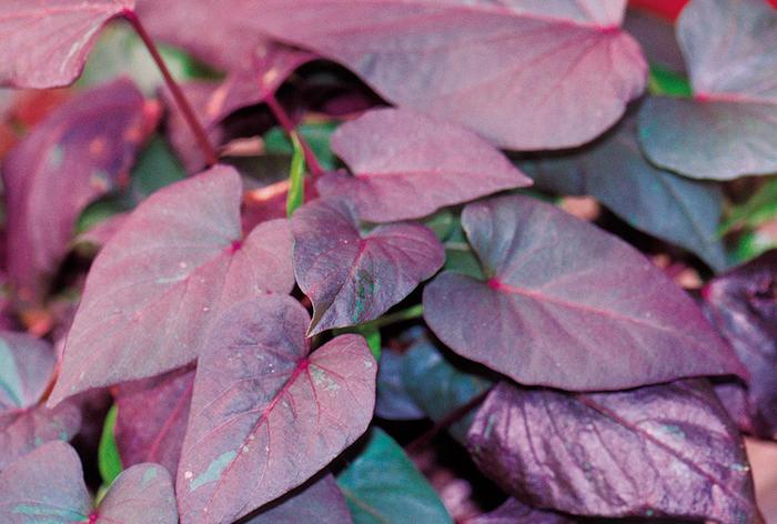'Black Heart' Sweet Potato Vine - Ipomoea - Sweet Potato Vine from Bloomfield Garden Center