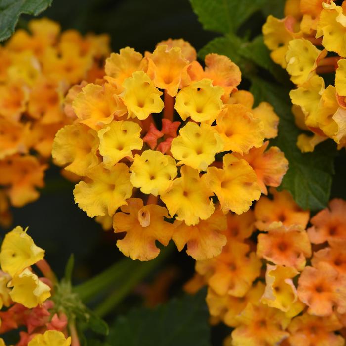 Bloomify&trade; Orange - Lantana camara from Bloomfield Garden Center