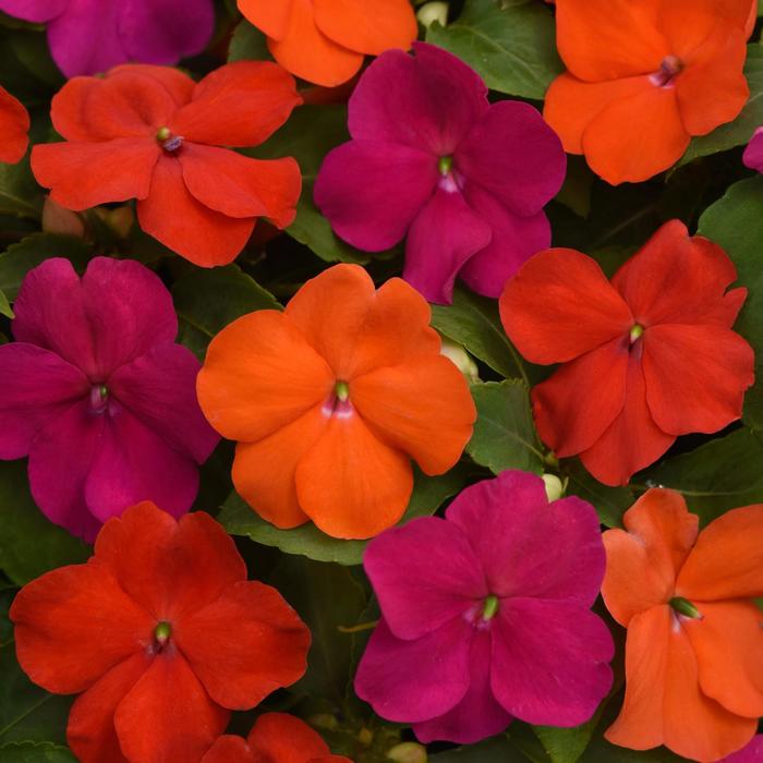 Beacon&reg; 'Sanibel Mix' - Impatiens walleriana from Bloomfield Garden Center