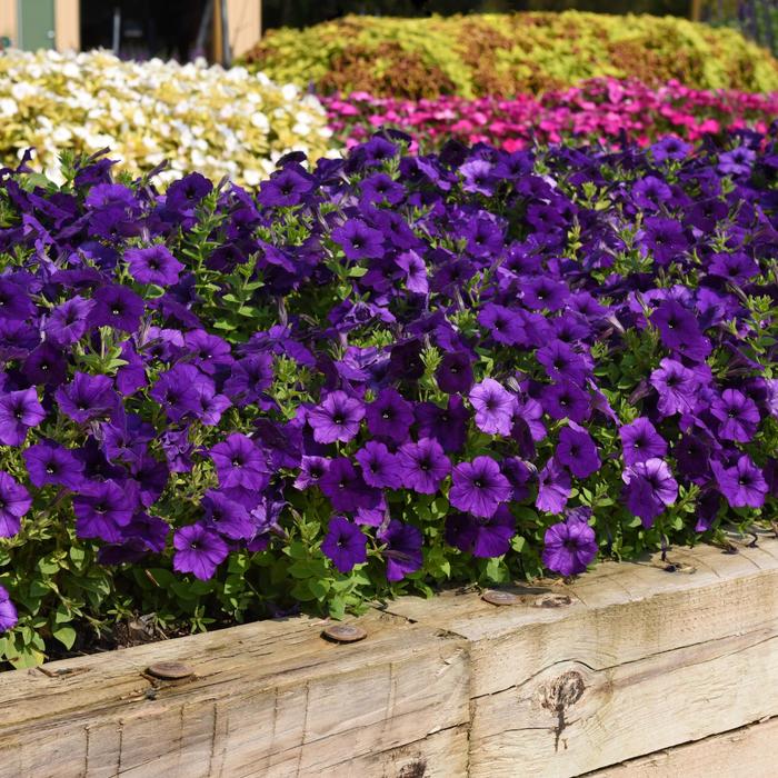 E3 Easy Wave&reg; 'Blue' - Petunia - Easy Wave from Bloomfield Garden Center