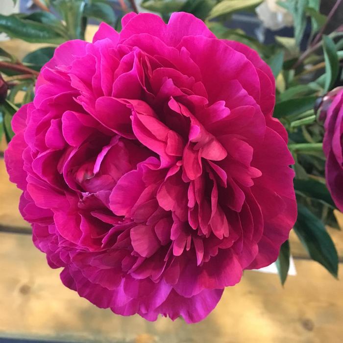 Kansas - Paeonia lactiflora from Bloomfield Garden Center