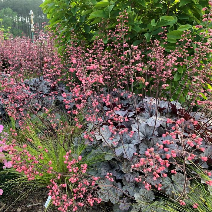 'Smoke and Mirrors' Coral Bells - Heuchera from Bloomfield Garden Center