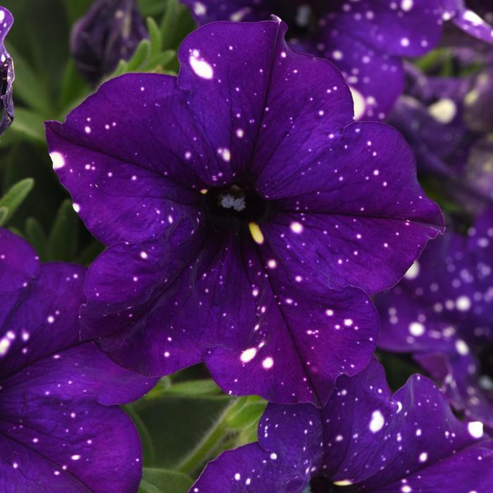 Headliner&trade; Violet Sky - Petunia - Premium from Bloomfield Garden Center