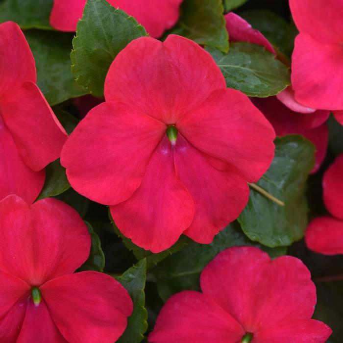 Beacon&reg; Lipstick - Impatiens walleriana from Bloomfield Garden Center