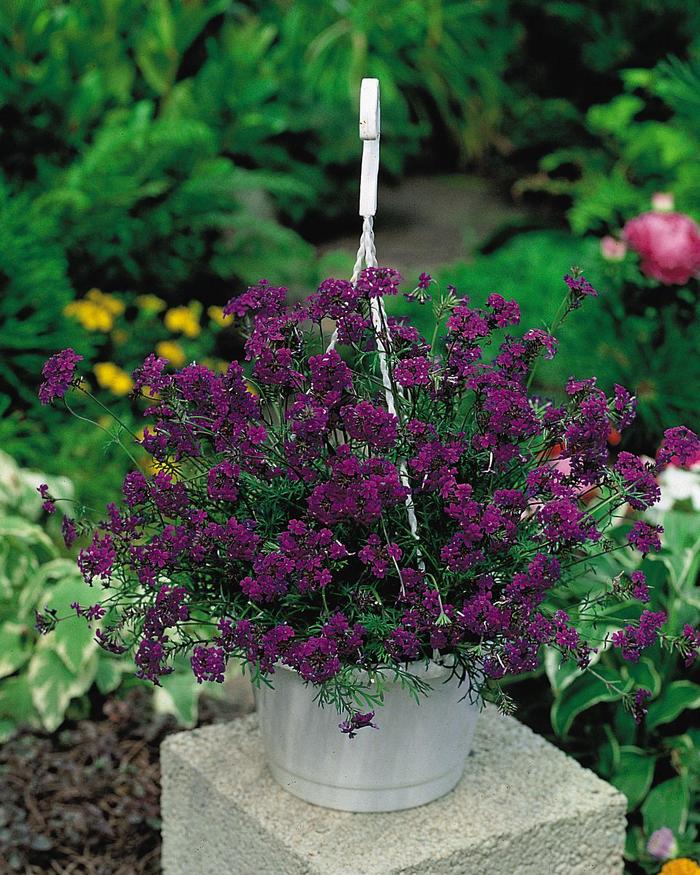 'Imagination' - Verbena x speciosa from Bloomfield Garden Center