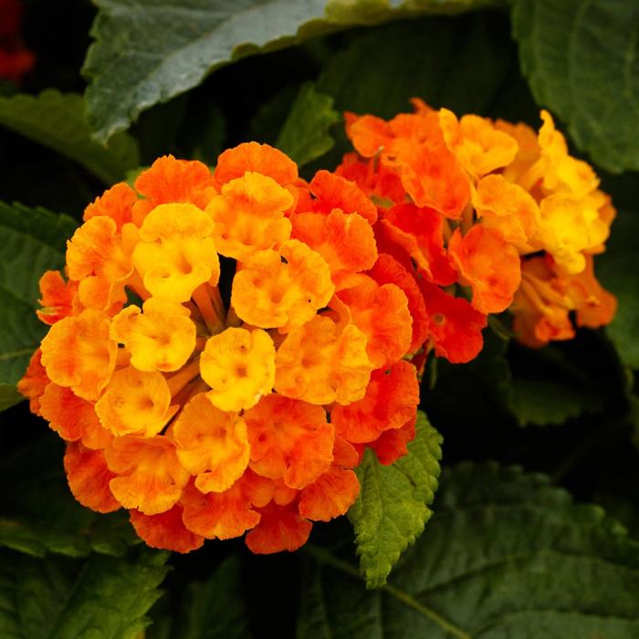Bandolero&trade; Guava Improved - Lantana camara from Bloomfield Garden Center
