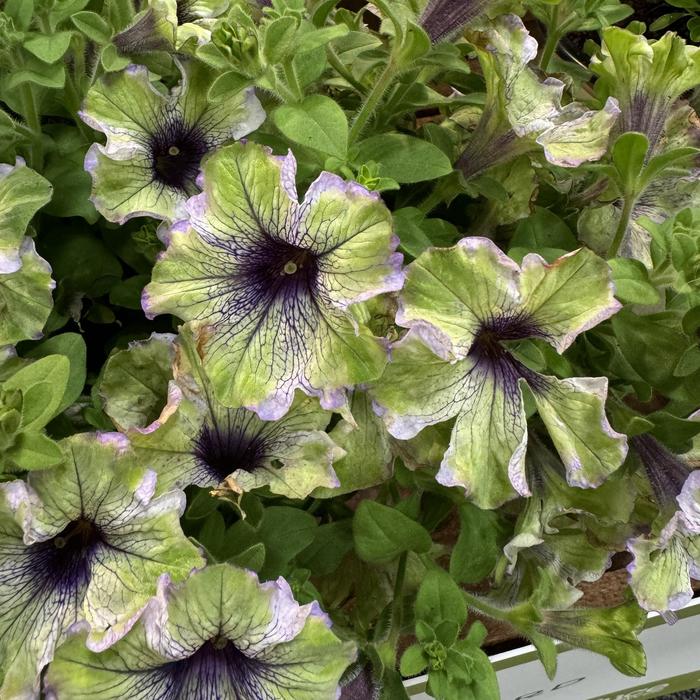 Amazonas&trade; 'Plum Cockatoo' - Petunia - Premium from Bloomfield Garden Center