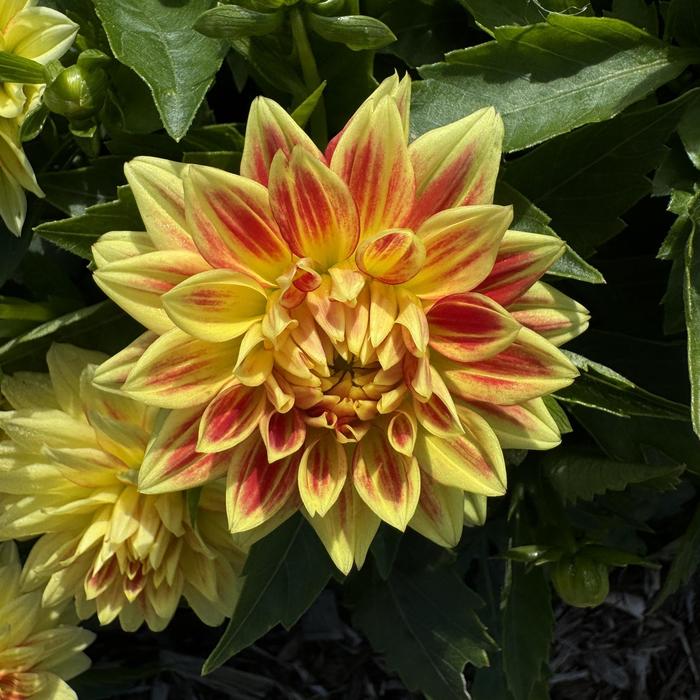 Hypnotica&reg; 'Candy Corn' - Dahlia from Bloomfield Garden Center