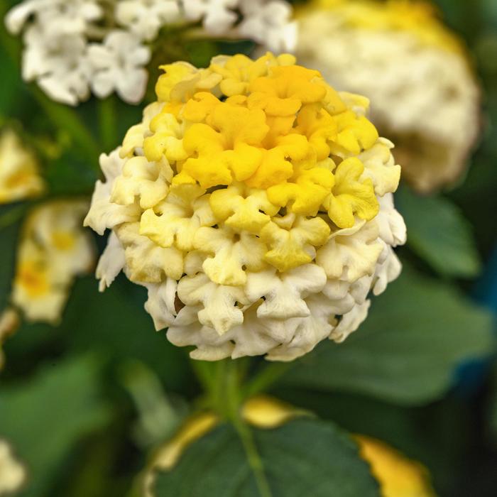 Landmark&trade; Lemon Glow - Lantana camara from Bloomfield Garden Center