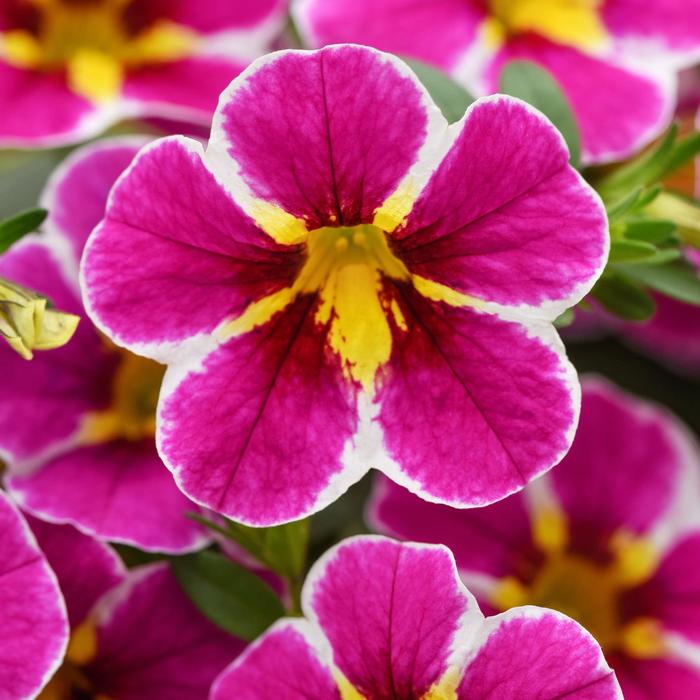 Cha-Cha&trade; Electric Pink - Calibrachoa from Bloomfield Garden Center