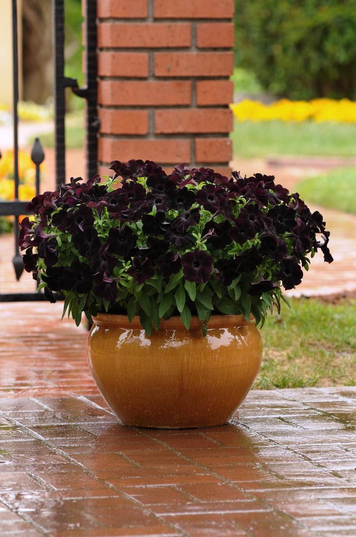Slingshot&trade; Black Magic - Petunia - Premium from Bloomfield Garden Center