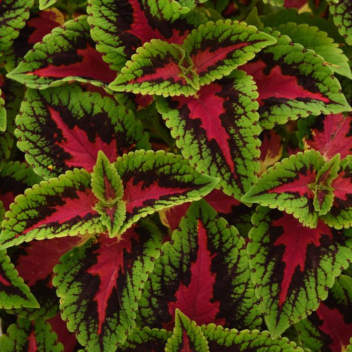 Volcanica&trade; 'French Quarter Improved' - Coleus from Bloomfield Garden Center