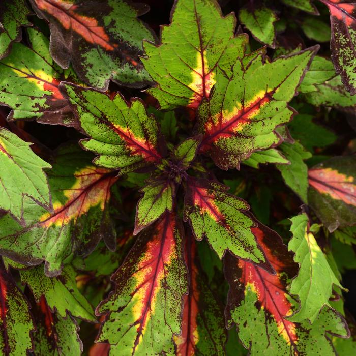 Ignite&trade; 'Special Effects' - Coleus from Bloomfield Garden Center