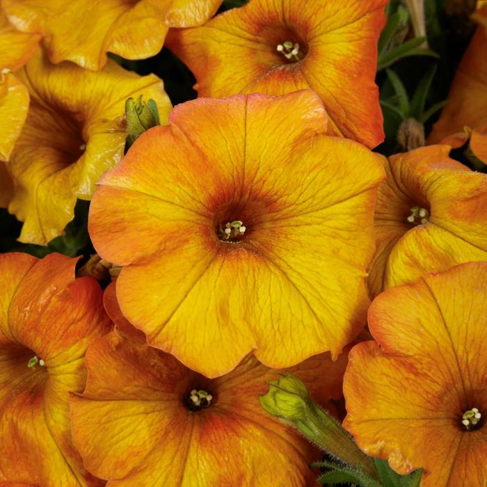 SuperCal&reg; Premium Sunset Orange - Petchoa (Petunia/Calibrachoa) from Bloomfield Garden Center