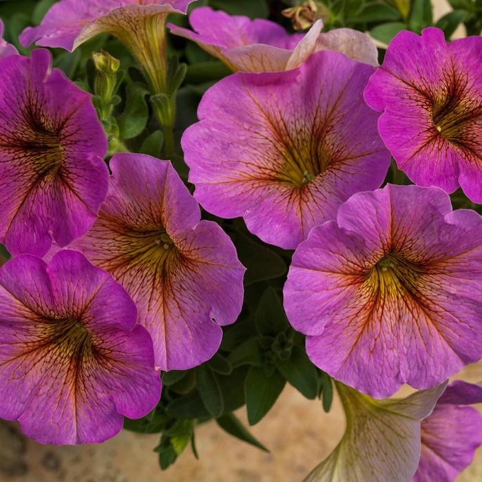 SuperCal&reg; Premium Sunray Pink - Petchoa (Petunia/Calibrachoa) from Bloomfield Garden Center