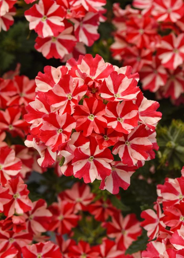 Firehouse&trade; 'Peppermint' - Verbena peruviana from Bloomfield Garden Center