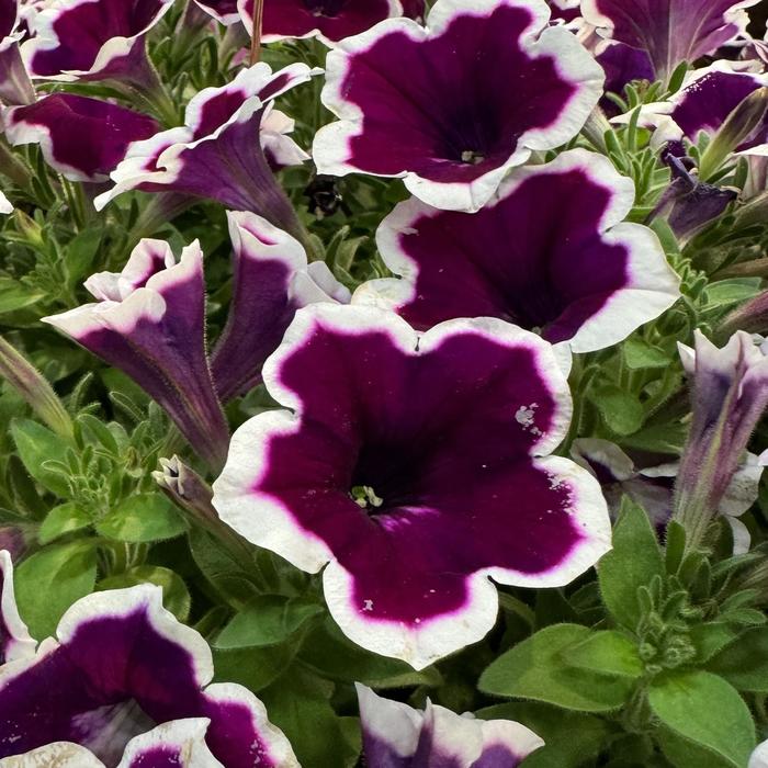 Painted Love&trade; Purple - Petunia - Premium from Bloomfield Garden Center