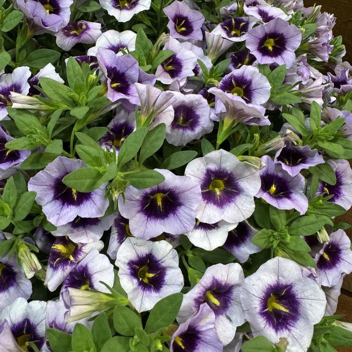 Callie&reg; 'Blueberry Spark' - Calibrachoa (Million Bells) from Bloomfield Garden Center