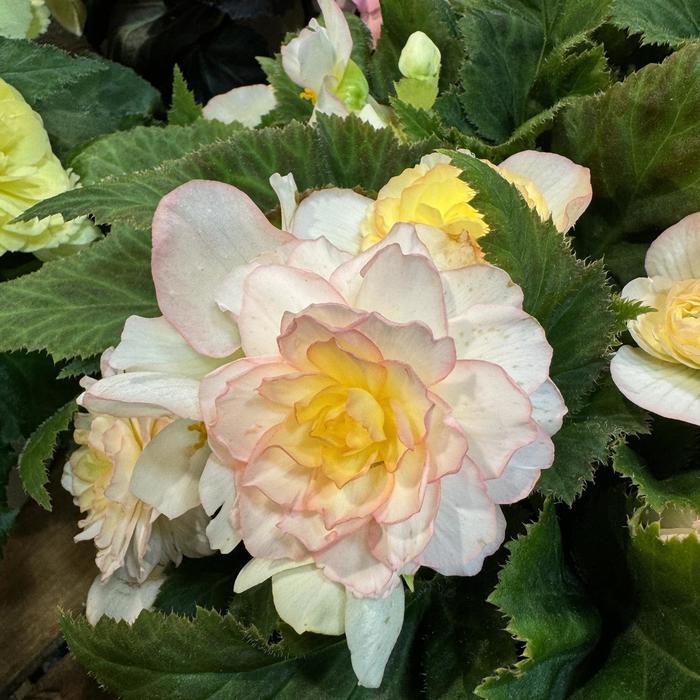 Nonstop&reg; Peach Shades - Begonia x tuberhybrida (Tuberous Begonia) from Bloomfield Garden Center