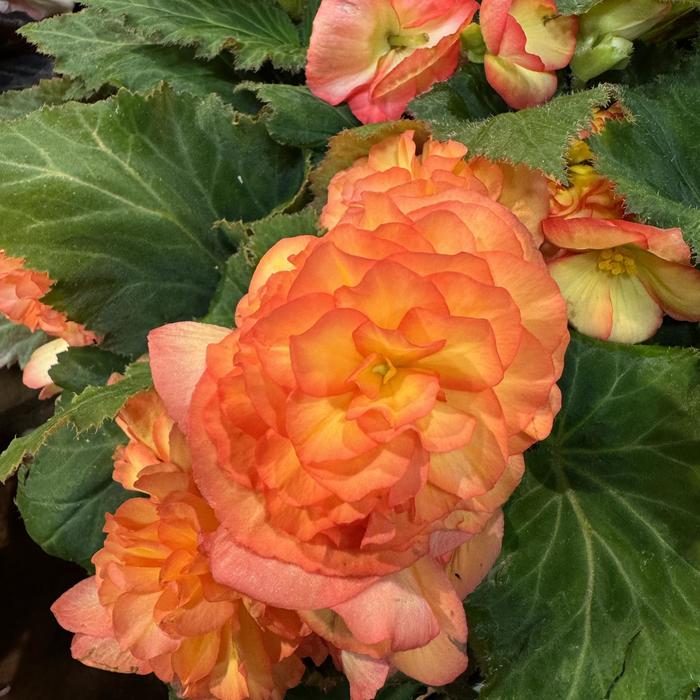 Nonstop&reg; 'Flame' - Begonia x tuberhybrida (Tuberous Begonia) from Bloomfield Garden Center
