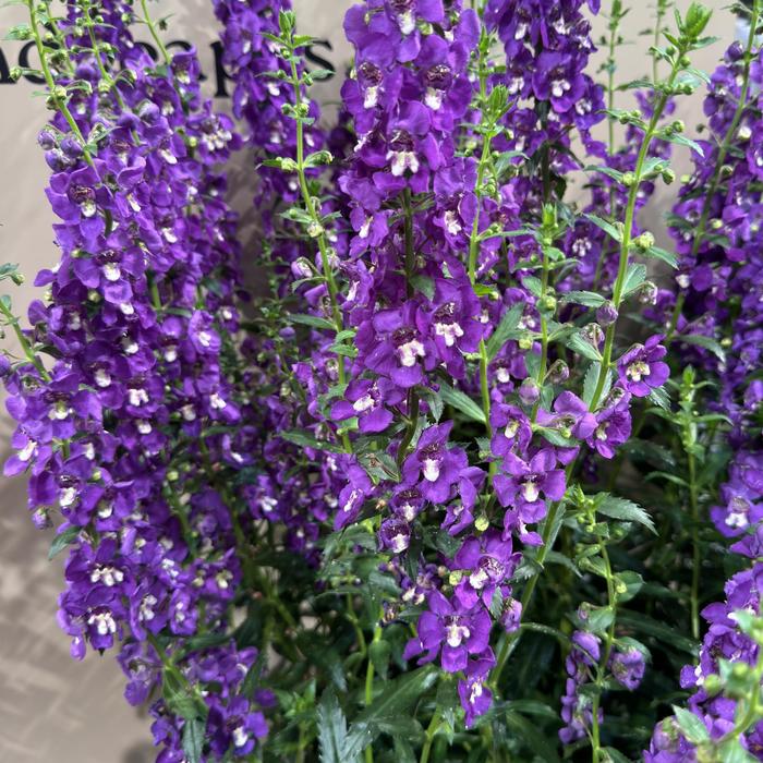 Guardian Angel&trade; Blue - Angelonia angustifolia (Summer Snapdragon) from Bloomfield Garden Center