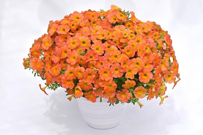 Flower Shower 'Golden Harvest' Petunia - Petunia - Premium from Bloomfield Garden Center