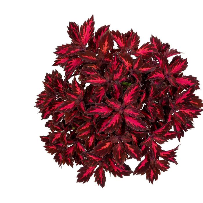 Down Town&reg; 'Royalty' - Coleus from Bloomfield Garden Center