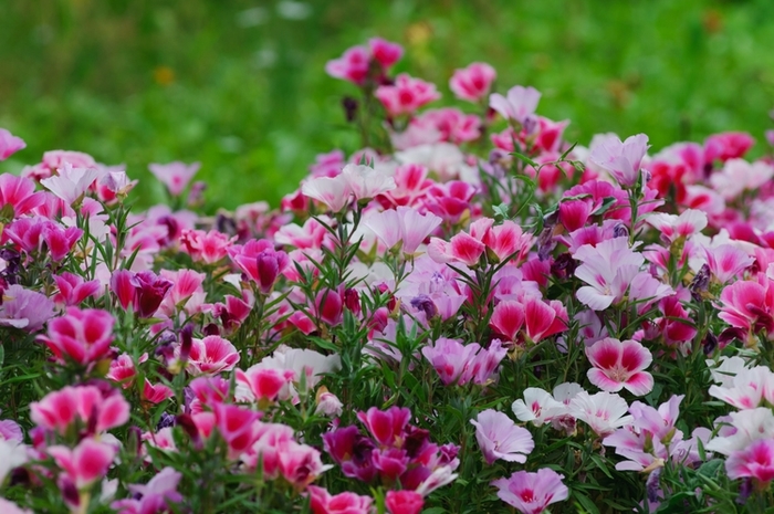 Satin Flower - Clarkia amoena from Bloomfield Garden Center