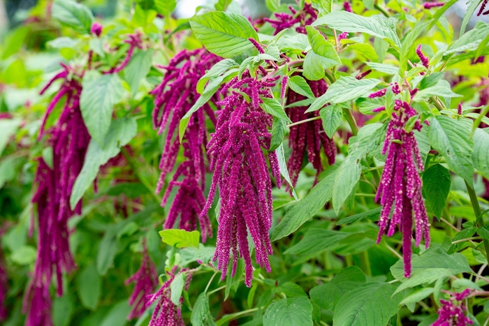 Love Lies Bleeding - Amaranthus caudatus from Bloomfield Garden Center