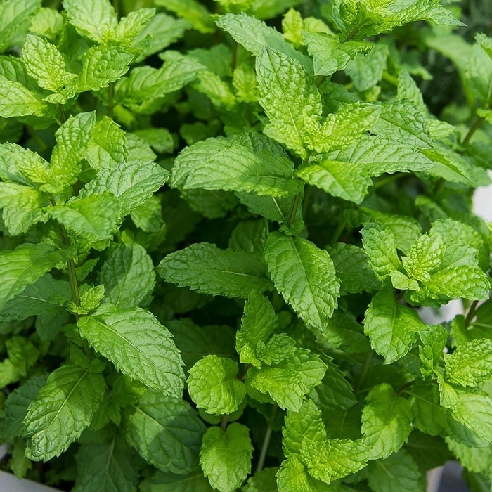 'Mojito Cocktail Mint' Spearmint - Mentha spicata from Bloomfield Garden Center