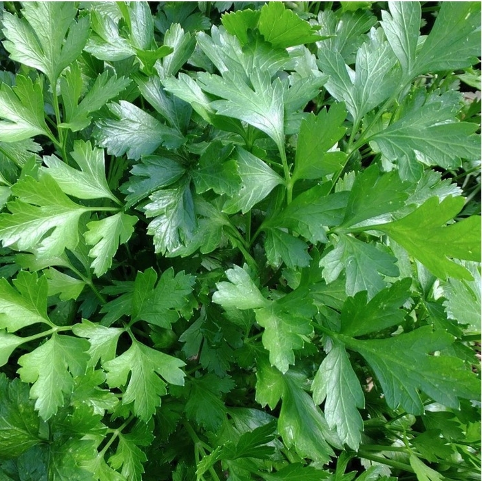 'Italian Giant' Parsley - Petroselinum crispum from Bloomfield Garden Center