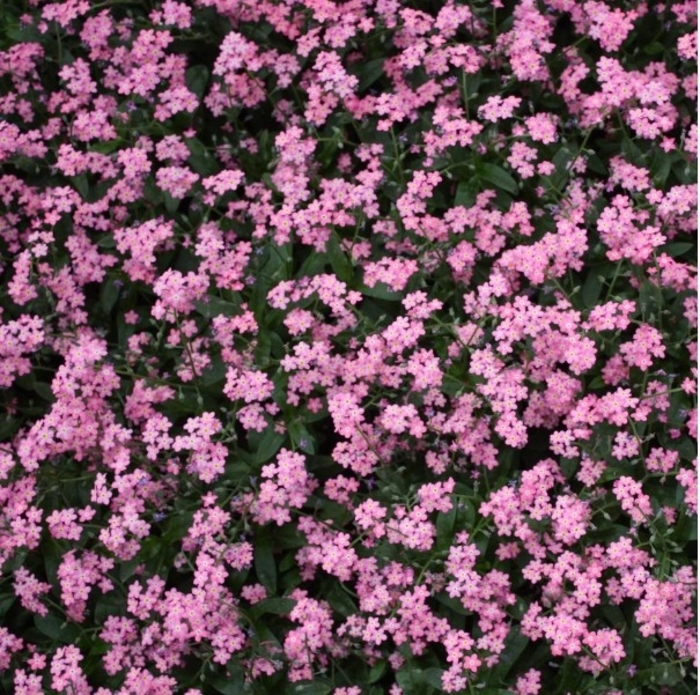 'Victoria Rose' Forget-me-Nots - Myosotis sylvatica from Bloomfield Garden Center