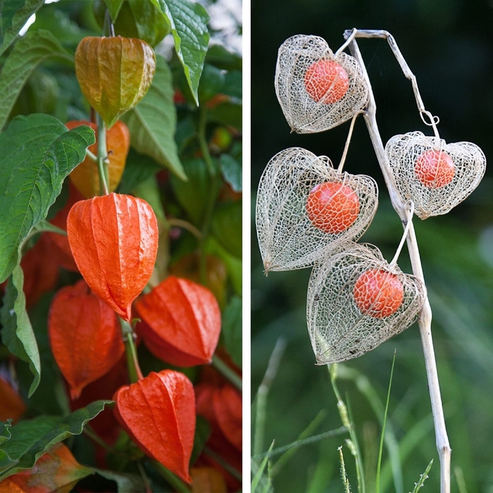 Chinese Lantern - Physalis alkekengi from Bloomfield Garden Center