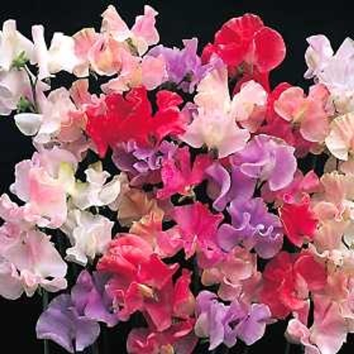 'Pearl Mixture' Everlasting Pea - Lathyrus latifolius from Bloomfield Garden Center