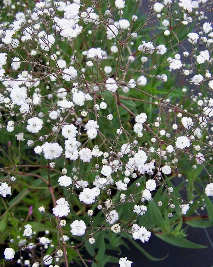 Baby's Breath Double Snowflake - Gypsophila paniculata from Bloomfield Garden Center
