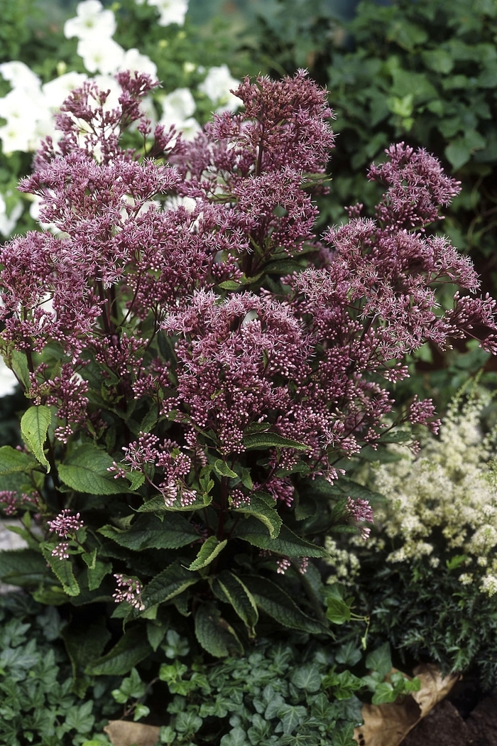 'Phantom' Joe Pye Weed - Eupatorium from Bloomfield Garden Center