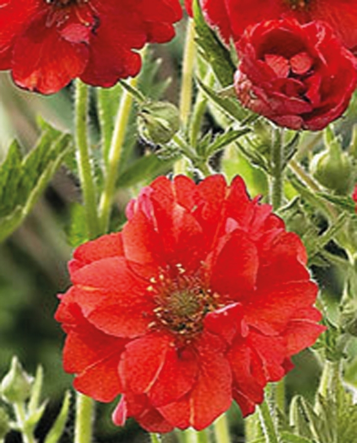 'Mrs. Bradshaw' - Geum from Bloomfield Garden Center