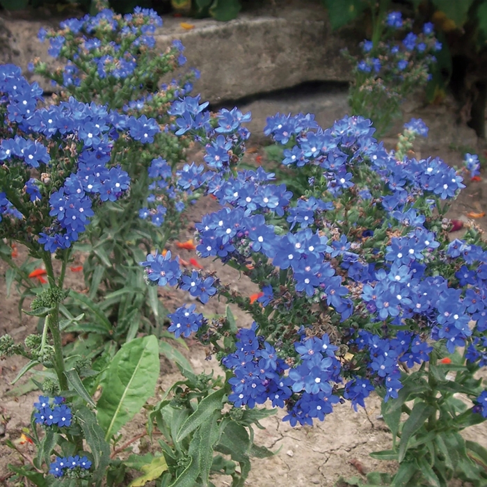 ''Blue Angel'' Summer Forget-Me-Not - Anchusa capensis from Bloomfield Garden Center