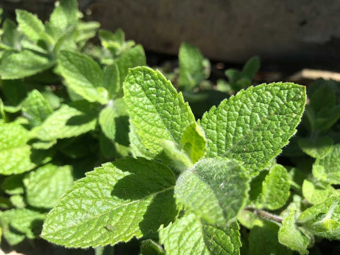Apple Mint - Mentha suaveolens from Bloomfield Garden Center
