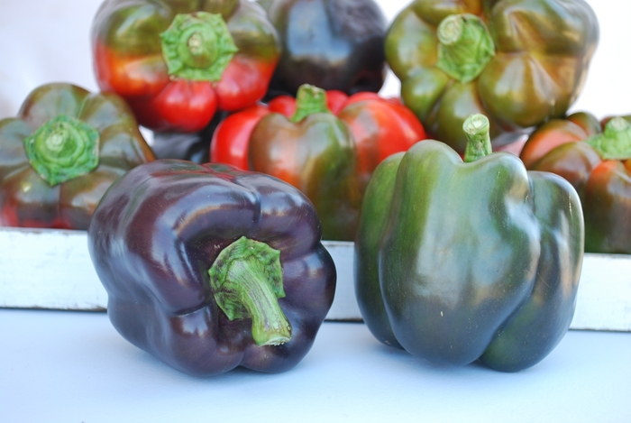 ''Purple Beauty'' Bell Pepper - Pepper - Bell Sweet from Bloomfield Garden Center