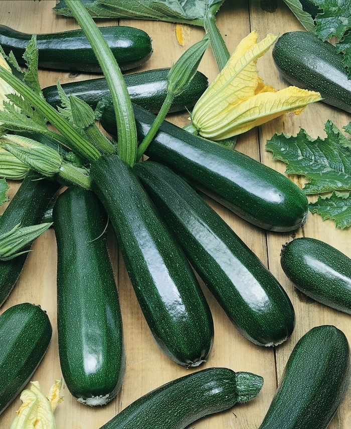'Dark Green' Zucchini Squash - Cucurbita pepo from Bloomfield Garden Center