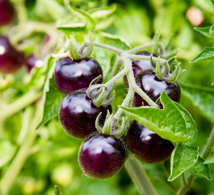 'Black Cherry' Tomato - Tomato - Cherry from Bloomfield Garden Center
