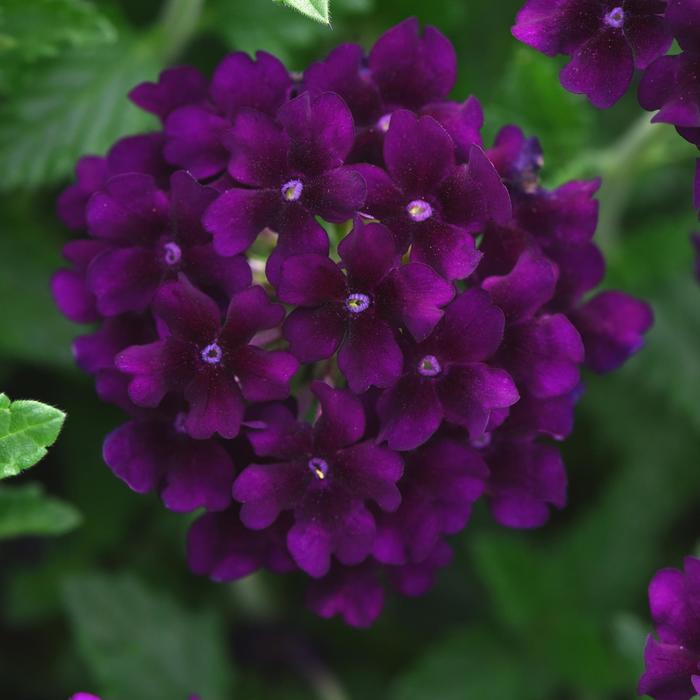Lascar&trade; 'Black Velvet' - Verbena cultivars from Bloomfield Garden Center