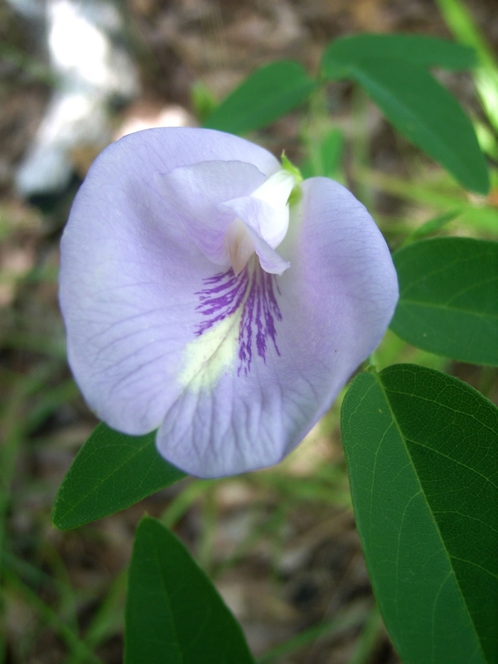 Butterly Pea Lavender Queen - Clitoria ternatea from Bloomfield Garden Center