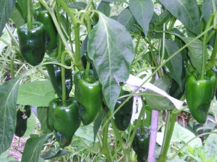 'Ancho Poblano' Hot Pepper - Capsicum annuum from Bloomfield Garden Center