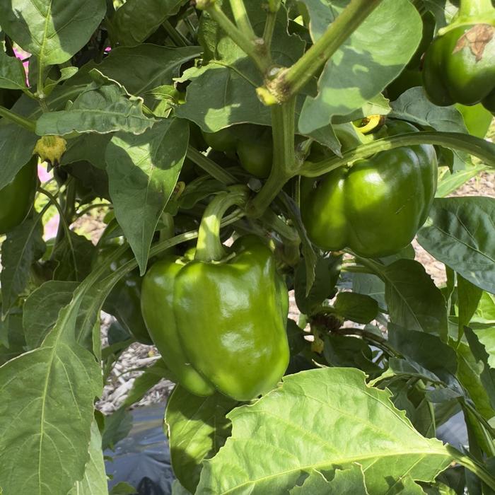 KickStart&trade; Pepper - Capsicum annuum from Bloomfield Garden Center