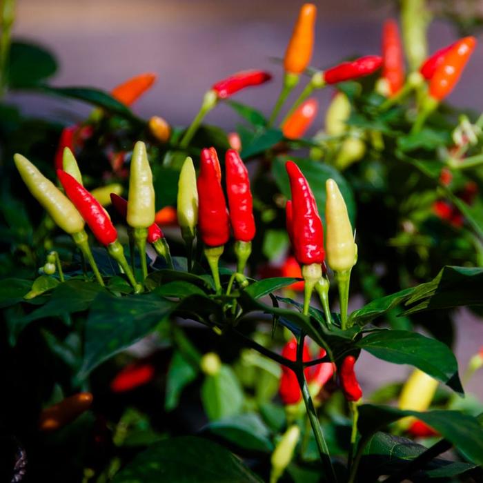 'Tabasco' Hot Pepper - Capsicum annuum from Bloomfield Garden Center