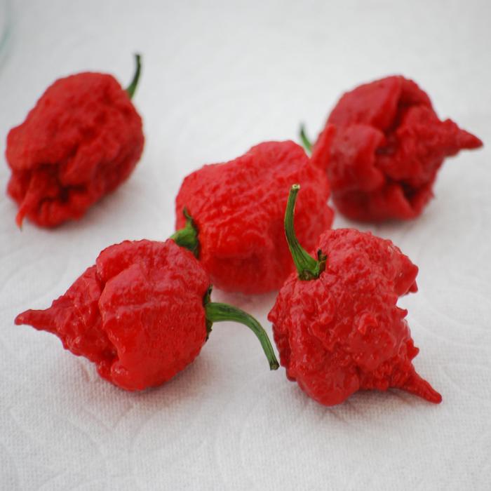 'Carolina Reaper' Pepper - Capsicum annuum from Bloomfield Garden Center