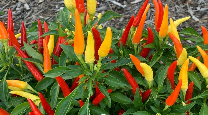 'Thai Red Chile' Hot Pepper - Capsicum annuum from Bloomfield Garden Center